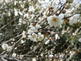 「我が家の桜」の画像（1枚目）