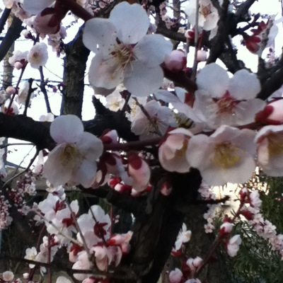 「春の花」の画像（1枚目）