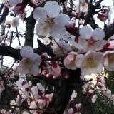 「「春の花」」の画像（1枚目）