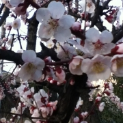 「春の花」