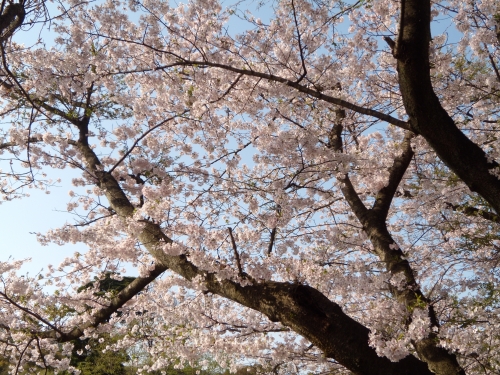 梅昆布茶で過ごす、花見のリラックスタイムをもっと贅沢なものにしませんか？ の画像（1枚目）