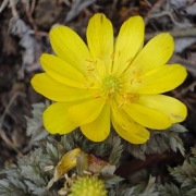 春を告げる花「福寿草｝