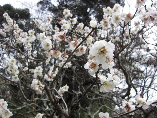 成田山の梅の花の画像（1枚目）