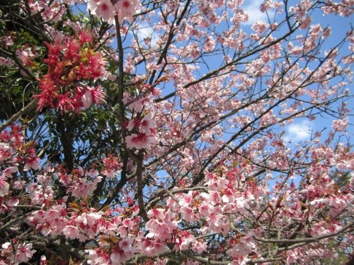 青空に映える桜の画像（1枚目）