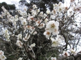 「成田山の梅の花」の画像（1枚目）