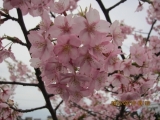 早咲きの桜