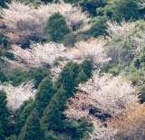 山桜は最高に綺麗でした。