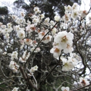 成田山の梅の花