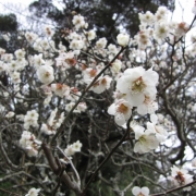 「成田山の梅の花」【春の花を大募集】飲んだ後食べられる！「贅沢梅こんぶ茶」現品15名様に☆の投稿画像