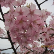 「早咲きの桜」【春の花を大募集】飲んだ後食べられる！「贅沢梅こんぶ茶」現品15名様に☆の投稿画像
