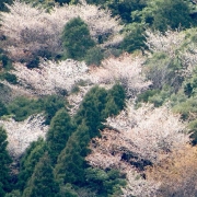 山桜は最高に綺麗でした。