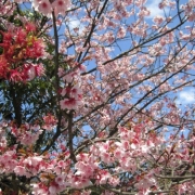 「青空に映える桜」【春の花を大募集】飲んだ後食べられる！「贅沢梅こんぶ茶」現品15名様に☆の投稿画像