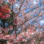 青空に映える桜