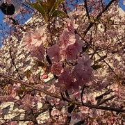 「桜」【春の花を大募集】飲んだ後食べられる！「贅沢梅こんぶ茶」現品15名様に☆の投稿画像
