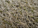 口コミ：芝の雑草対策に「シバキーププラスα」の画像（2枚目）