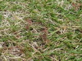 口コミ：芝の雑草対策に「シバキーププラスα」の画像（1枚目）