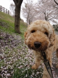 「震災後の桜です」の画像（1枚目）