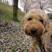 「震災後の桜です」【フォト募集】春を感じるペットのお写真を大募集！の投稿画像