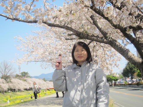 満開の桜の画像（1枚目）