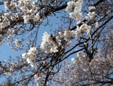 「桜！」の画像（1枚目）