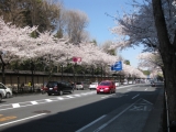 靖国通りの桜並木
