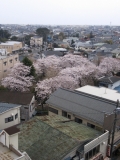 「桜の公園」の画像（1枚目）
