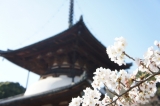 「和歌山のお寺で☆」の画像（1枚目）