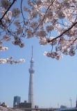 「空の溶け込む桜とスカイツリー」の画像（1枚目）