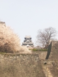 熊本城の桜