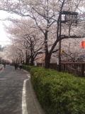 「目黒川の桜」の画像（1枚目）