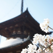 和歌山のお寺で☆