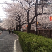 目黒川の桜