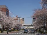 JR中央線国立駅の桜並木