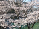 「大学の桜」の画像（1枚目）