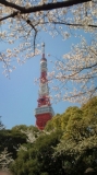 「東京タワーと桜」の画像（1枚目）