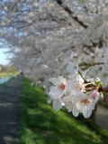桜の遊歩道