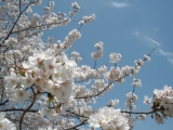 三重　伊勢の桜