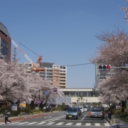 JR中央線国立駅の桜並木