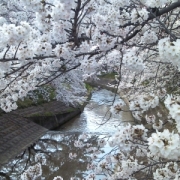 桜井市　粟原川沿いの桜