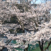 大学の桜