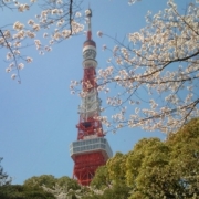 東京タワーと桜