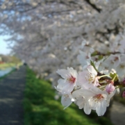 桜の遊歩道