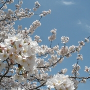 三重　伊勢の桜