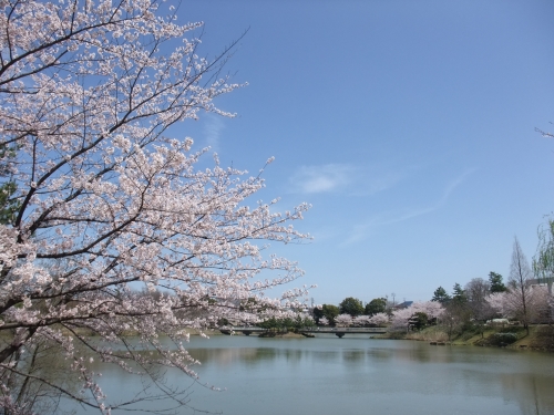 春の杁ヶ池公園の画像（1枚目）