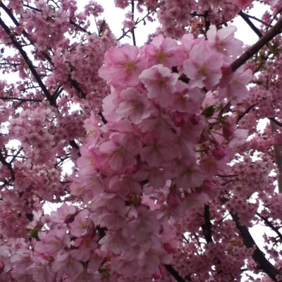 東京都荒川区　汐入公園のヒカンザクラ(緋寒桜)の画像（1枚目）