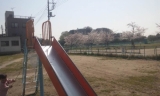 滑り台から見た桜