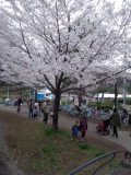 パパと子どもたちで山田富士公園の桜祭りへ行ってきました！