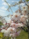 枝垂れ八重桜
