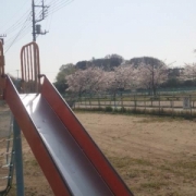 滑り台から見た桜