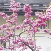 寒緋桜